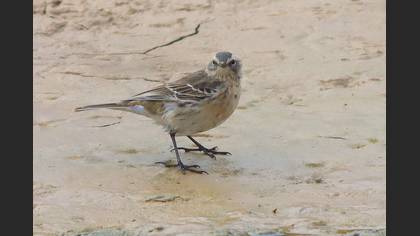 Water Pipit