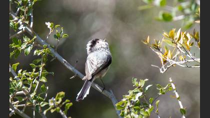 Long-tailed Tit