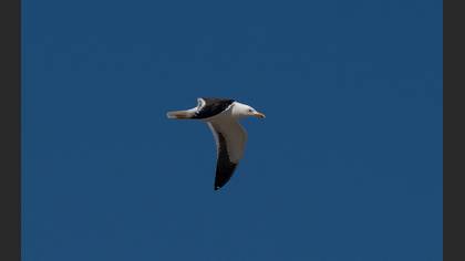 Lesser Black-backed Gull