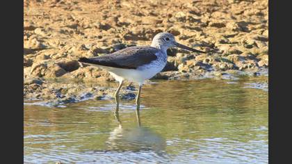 Common Greenshank