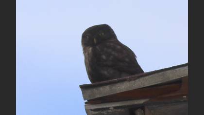 Little Owl