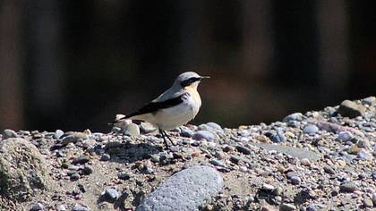 Northern Wheatear