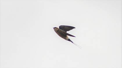 European Red-rumped Swallow