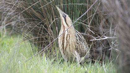 Eurasian Bittern