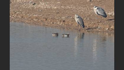 Garganey