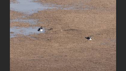 Northern Lapwing