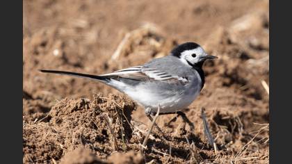 White Wagtail