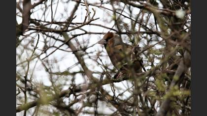 Hawfinch