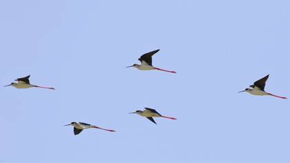 Black-winged Stilt