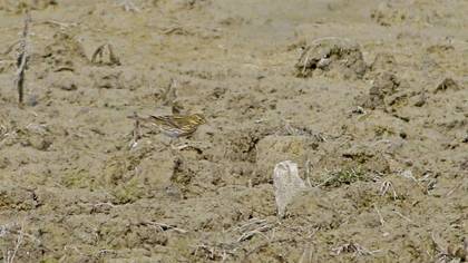 Meadow Pipit