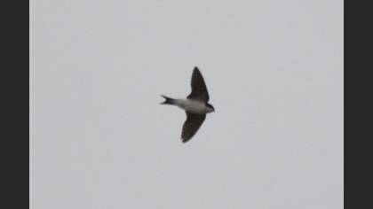 Western House Martin