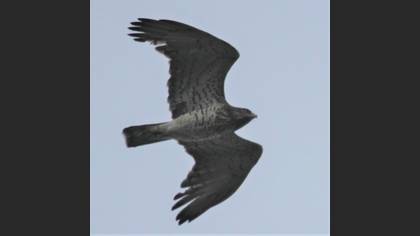 Short-toed Snake Eagle