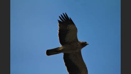 Booted Eagle
