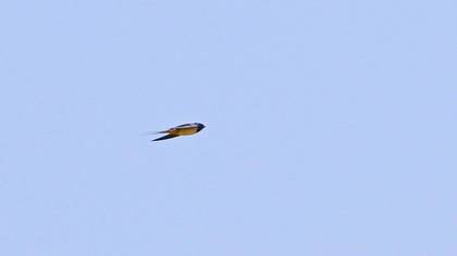 Barn Swallow