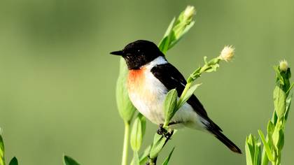 Siberian Stonechat