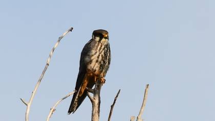 Eurasian Hobby
