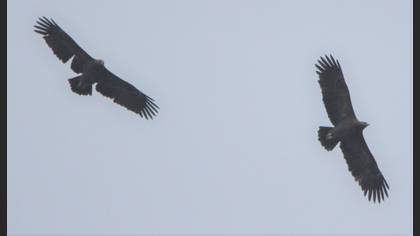 Greater Spotted Eagle