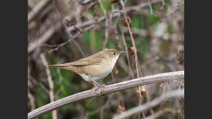 Savi`s Warbler