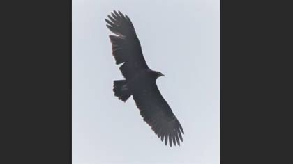 Lesser Spotted Eagle