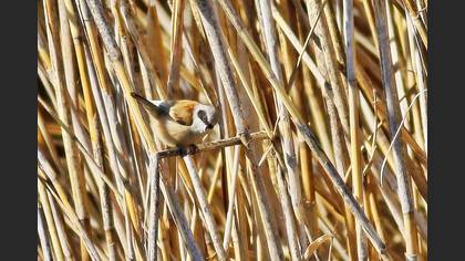 Eurasian Penduline Tit