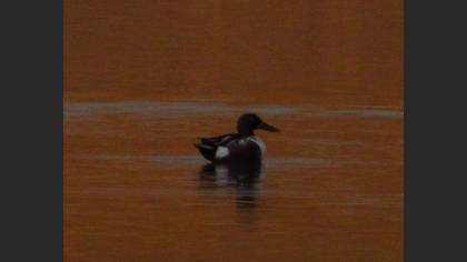 Northern Shoveler