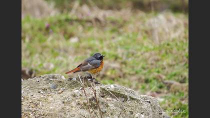 Common Redstart
