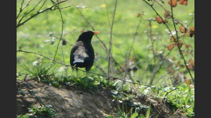 Common Blackbird