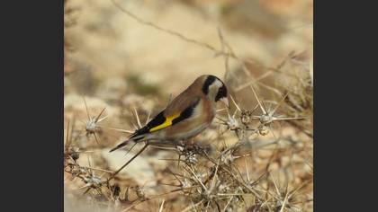 European Goldfinch