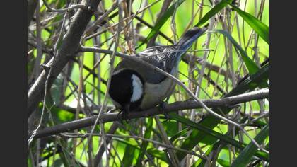Great Tit