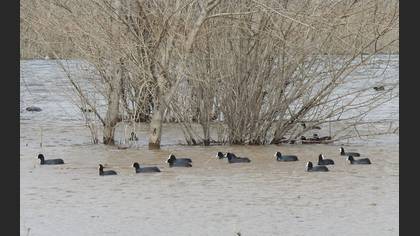 Eurasian Coot