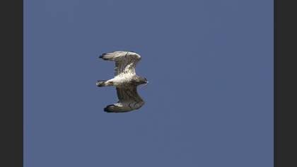 Short-toed Snake Eagle