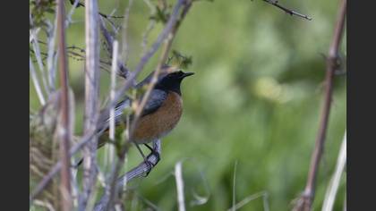 Common Redstart