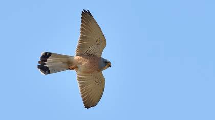 Lesser Kestrel