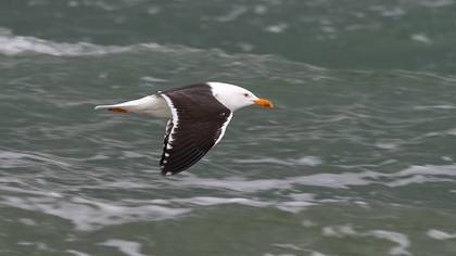 Lesser Black-backed Gull