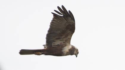 Western Marsh Harrier