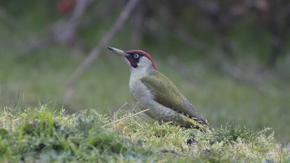 European Green Woodpecker