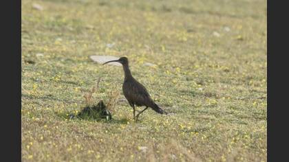 Eurasian Whimbrel