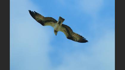 Osprey