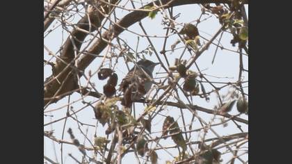 Barred Warbler