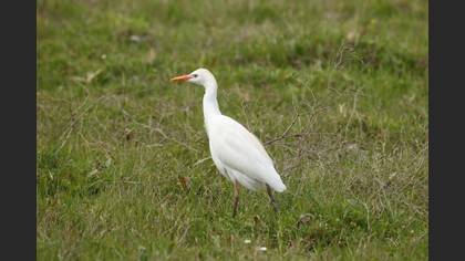 Western Cattle Egret