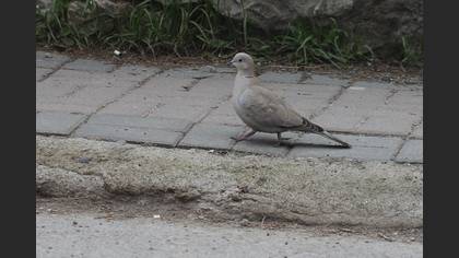 Eurasian Collared Dove