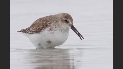 Dunlin