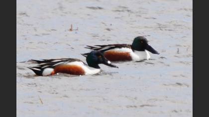Northern Shoveler