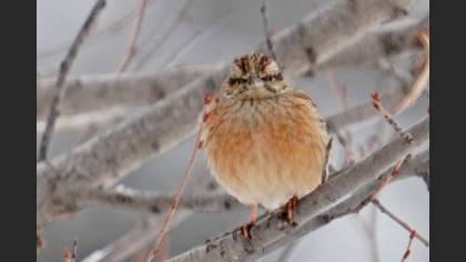 Rock Bunting