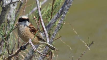 Eurasian Penduline Tit
