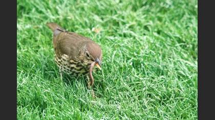 Song Thrush