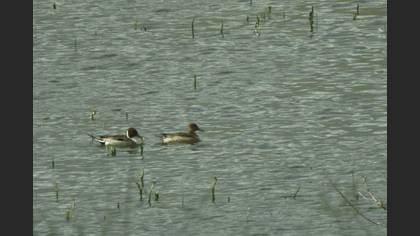 Northern Pintail