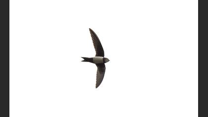 Alpine Swift