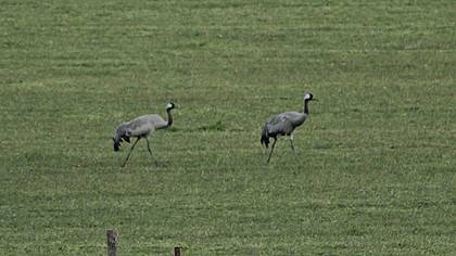 Common Crane