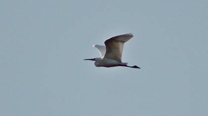 Little Egret